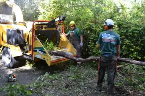 tree services Downs